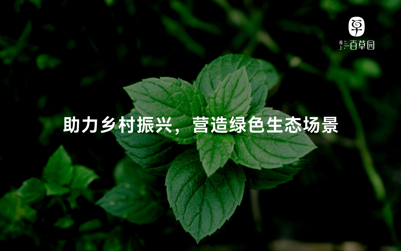 百草园LOGO设计